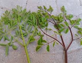 cervena moringa TENERIFE